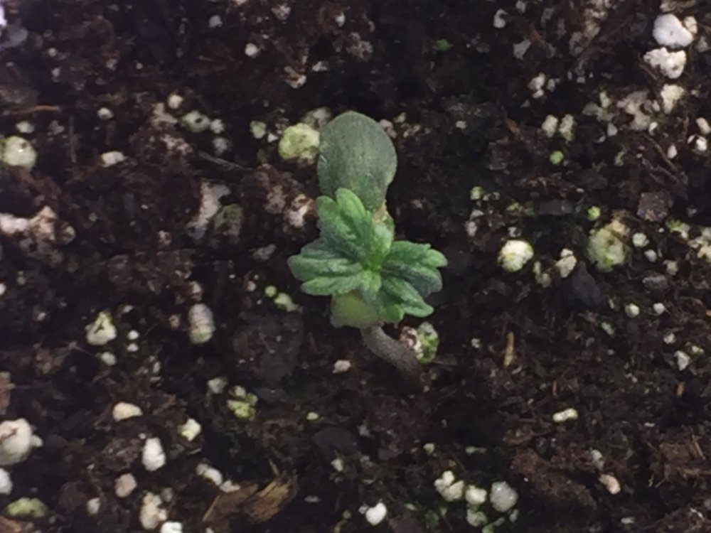 cotyledons.JPG