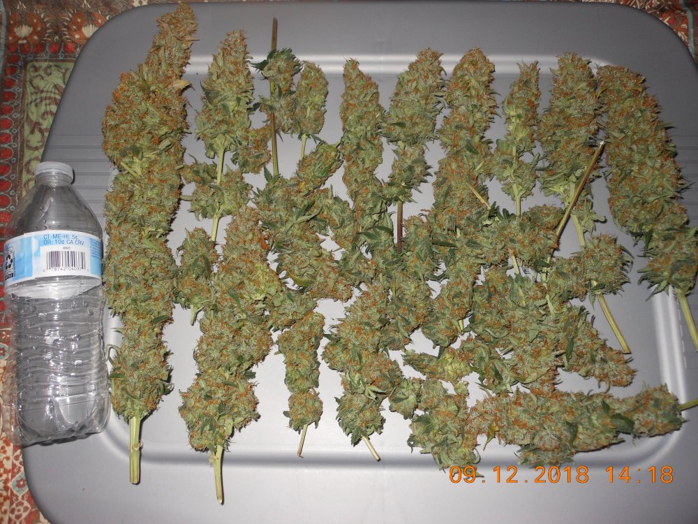 CP harvest bud layout.jpg