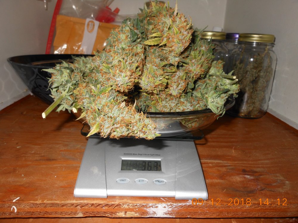 CP harvest weight grams.jpg