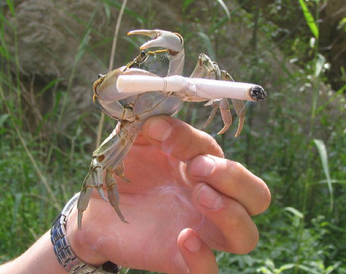 crabs_smoking_cigarettes_15.jpg