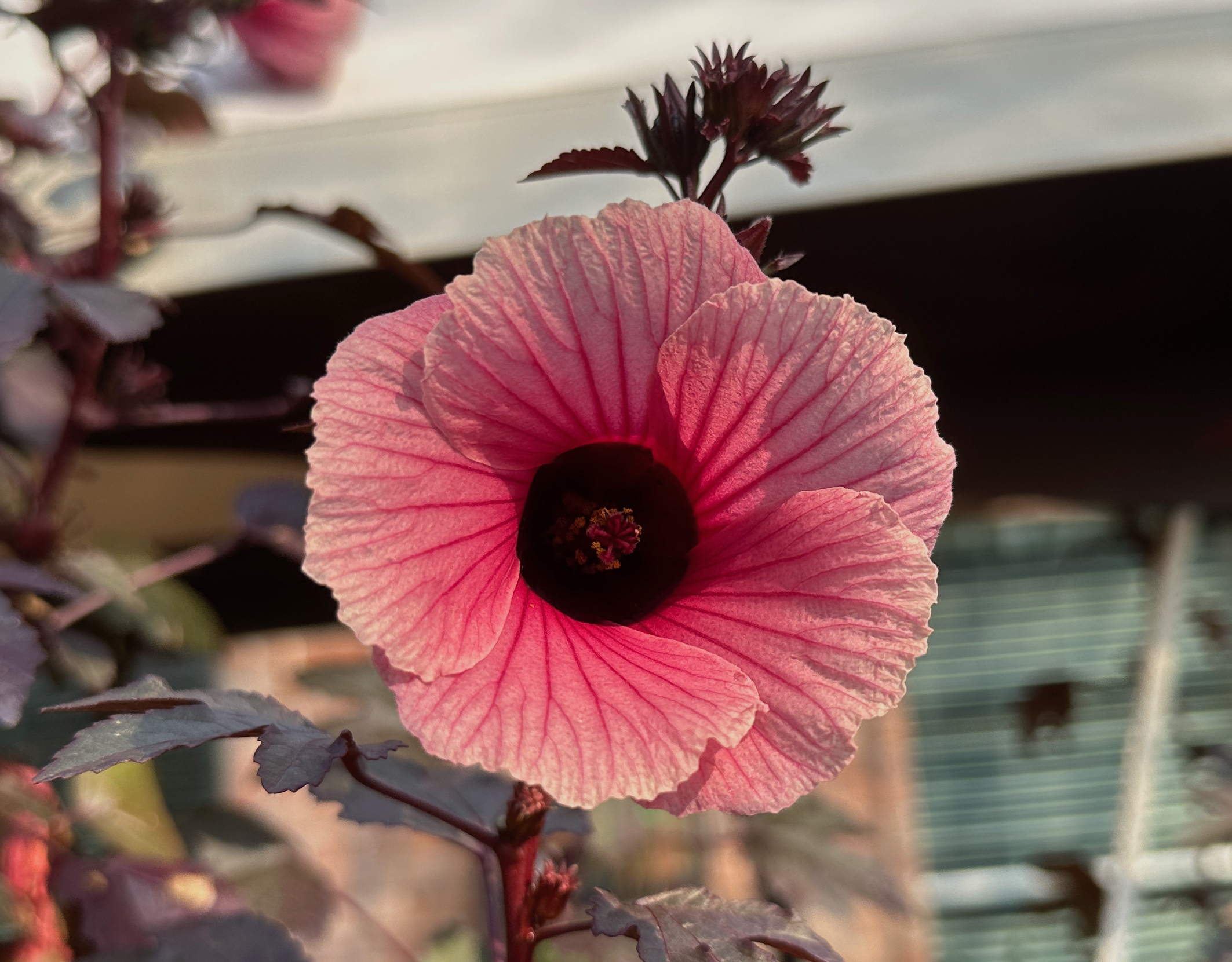 cranberry hibiscus.jpg