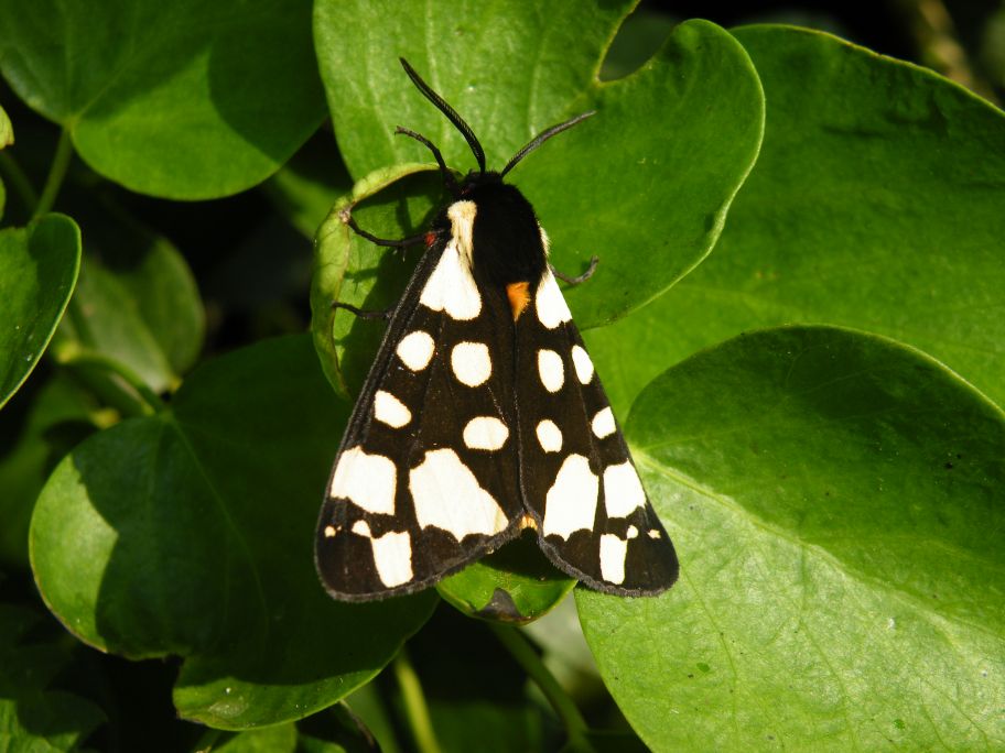 Cream Spot Tiger Moth.jpg