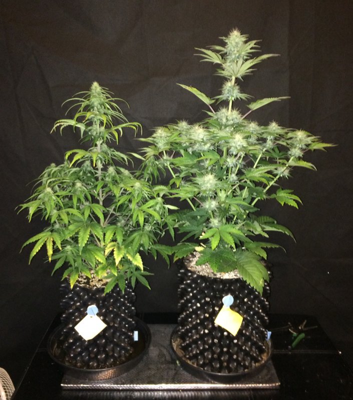 creme tasmo blue cheese  and 6L day 44.JPG