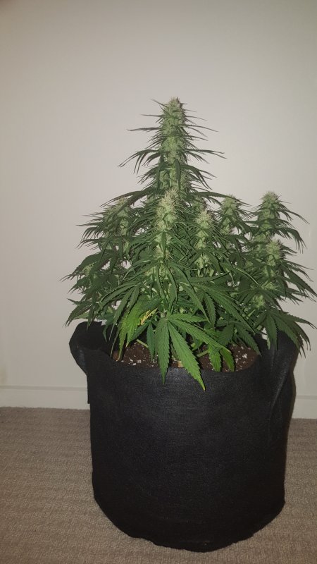 Critcal+ Day 42 Whole Plant.jpg