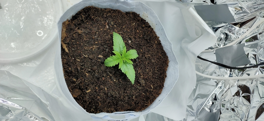 Critical Autoflowering CBD 10 days from sprout.jpg