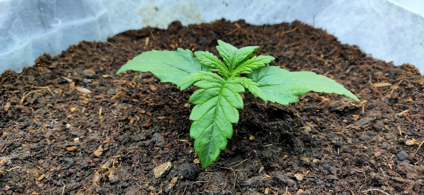 Critical Autoflowering CBD.jpg