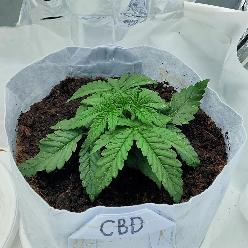 Critical+ Autoflowering CBD.jpg