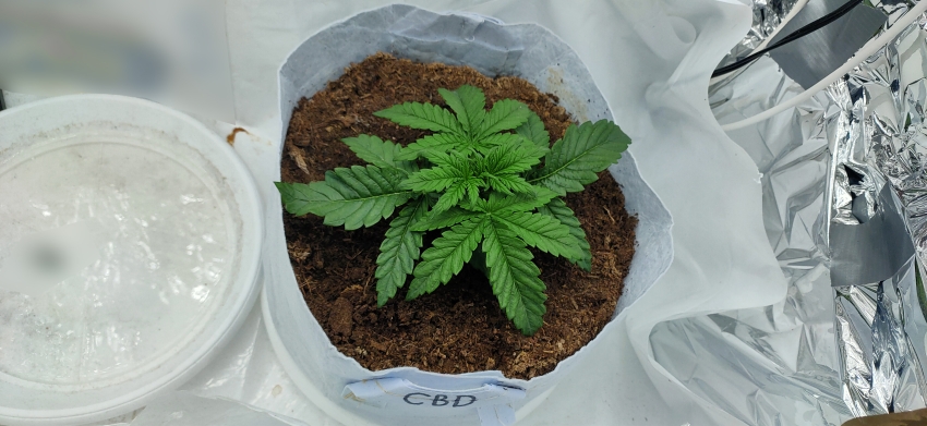 Critical+ Autoflowering CBD top.jpg