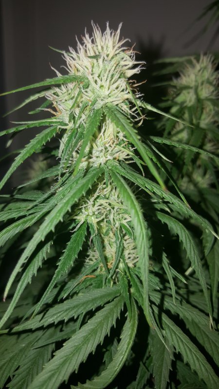 Critical+ Day 42 Bud2.jpg