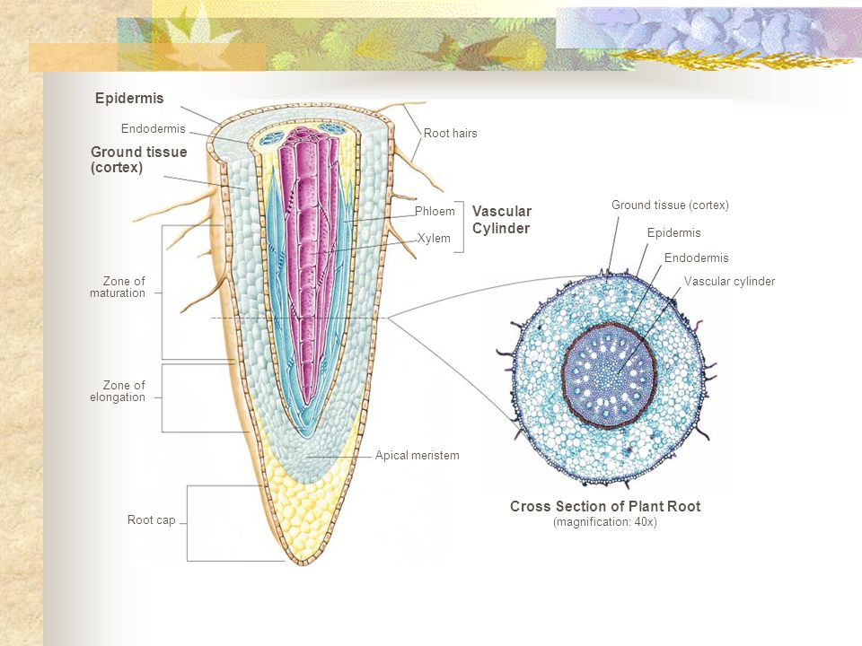 Cross+Section+of+Plant+Root+(magnification_+40x).jpg