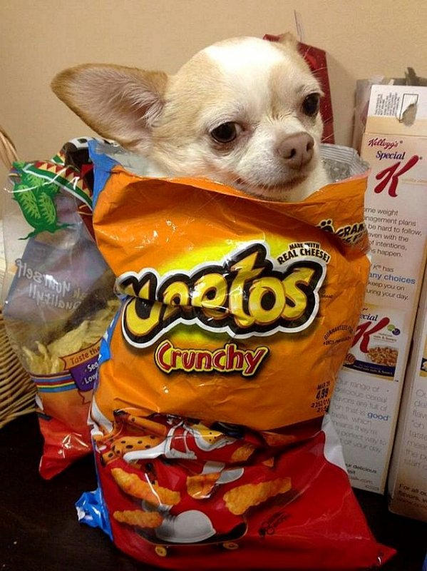 Crunchy-Dog.jpg