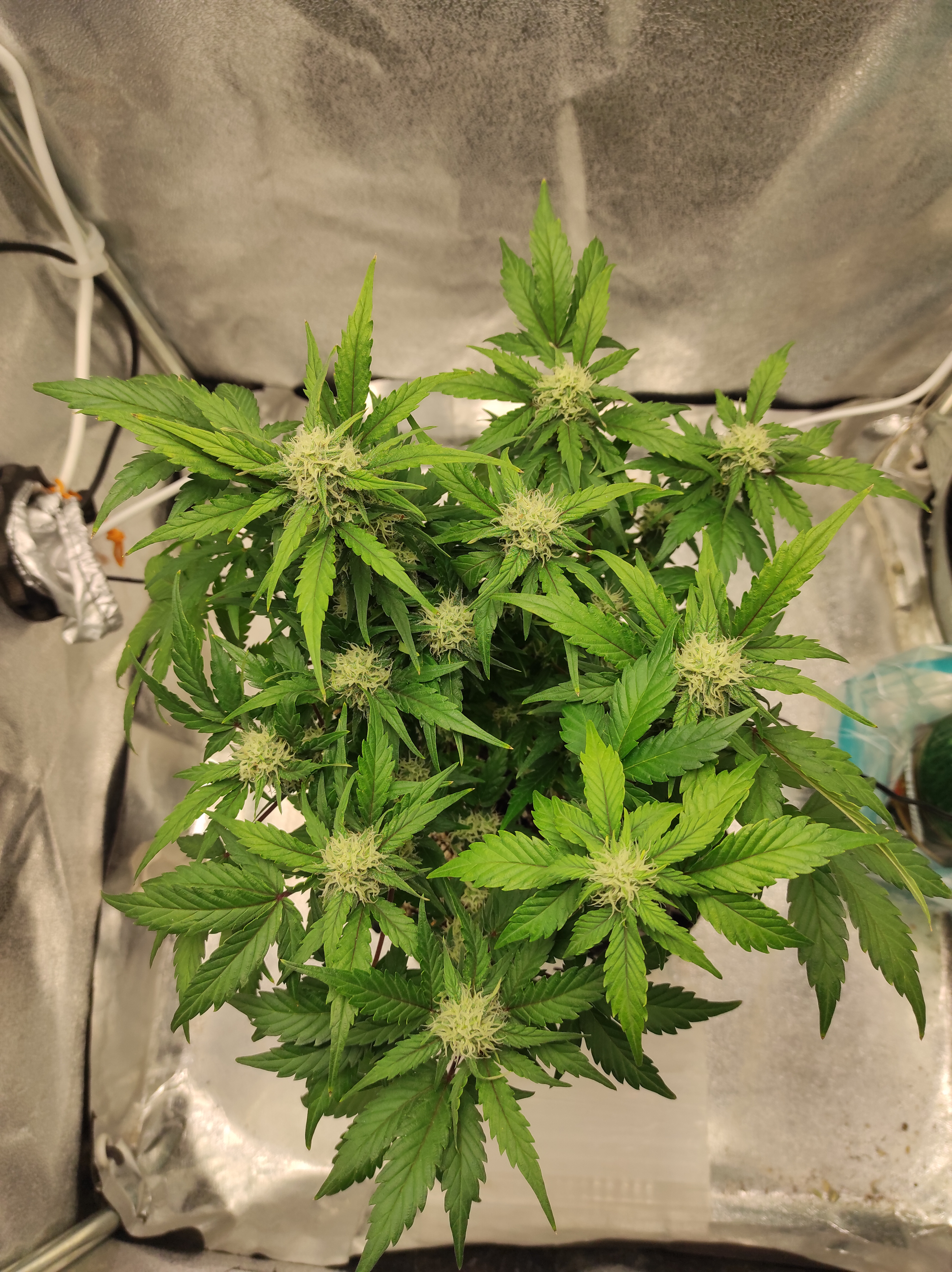 Crystal Candy XL day 42 (1).jpg