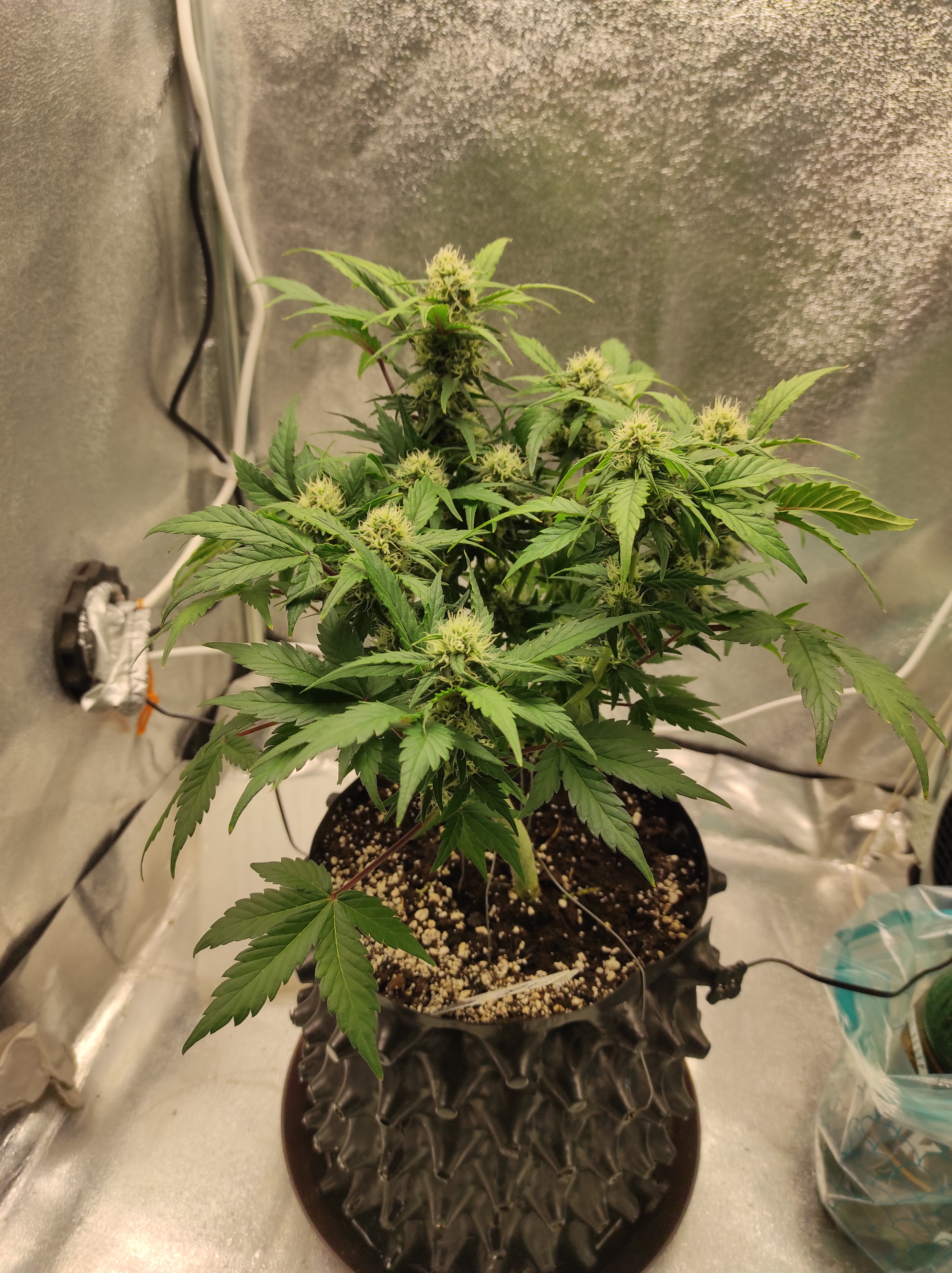 Crystal Candy XL day 42 (3).jpg