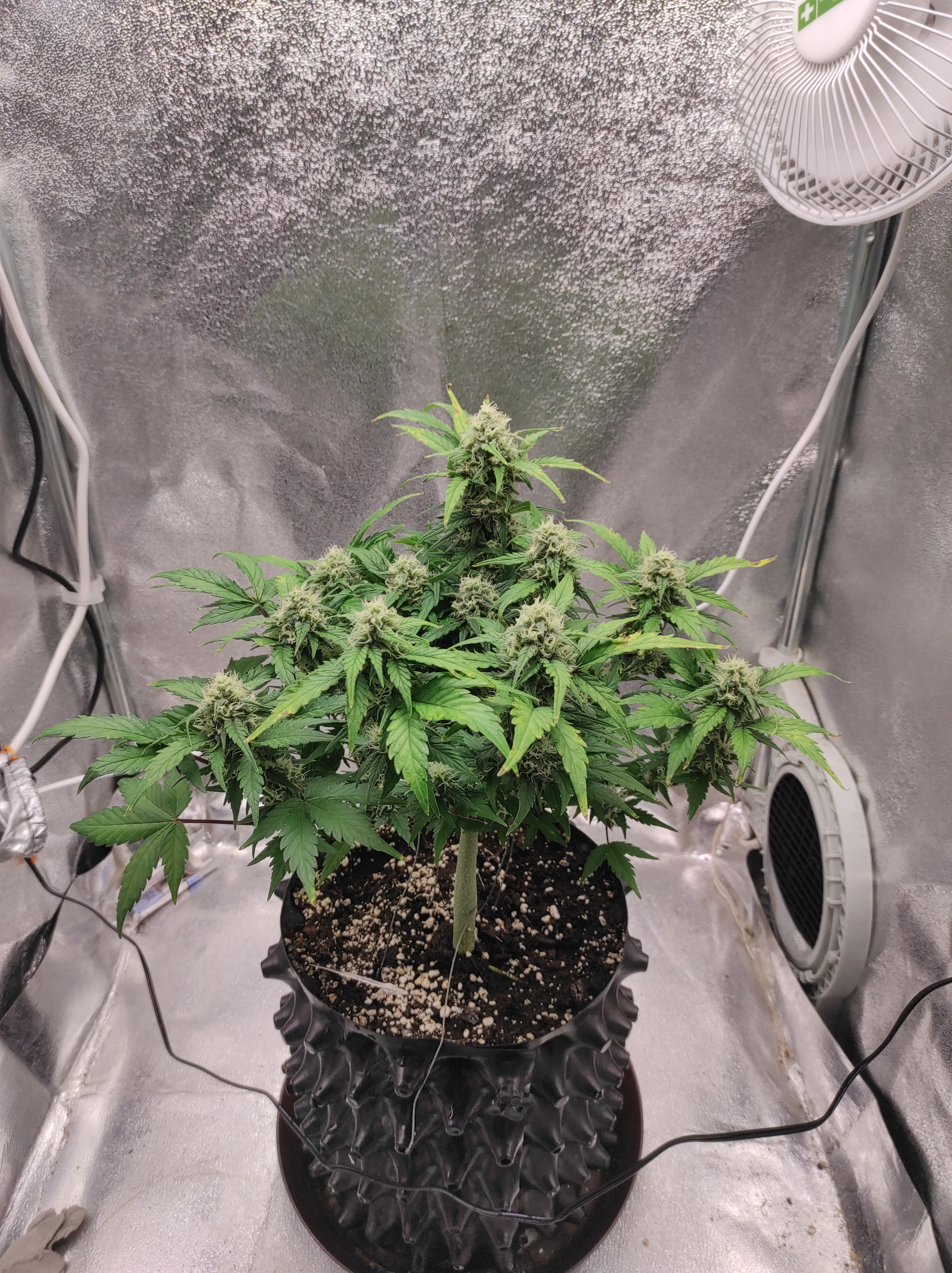 Crystal Candy XL day 49 (2).jpg