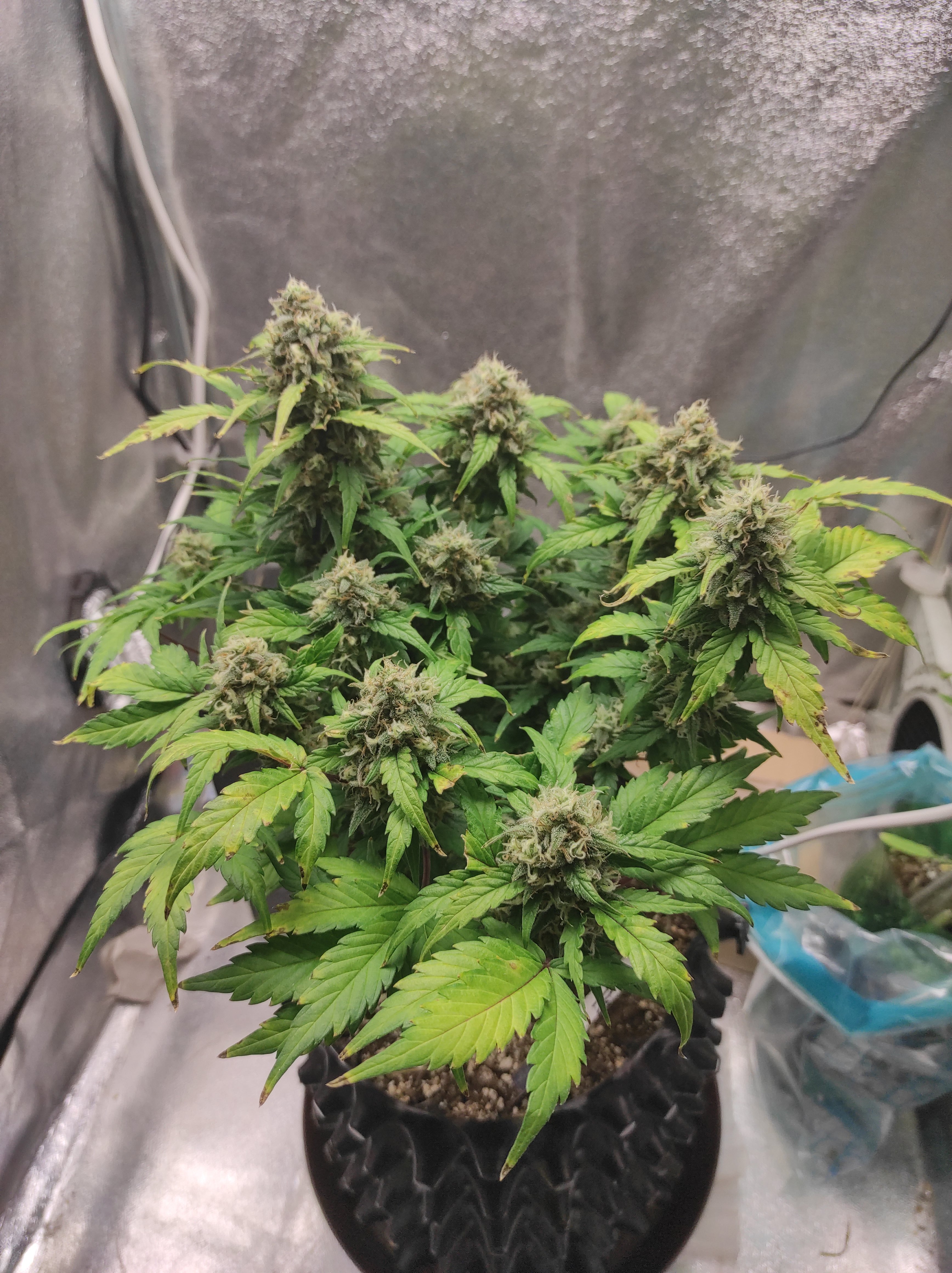 Crystal Candy XL day 57 (3).jpg