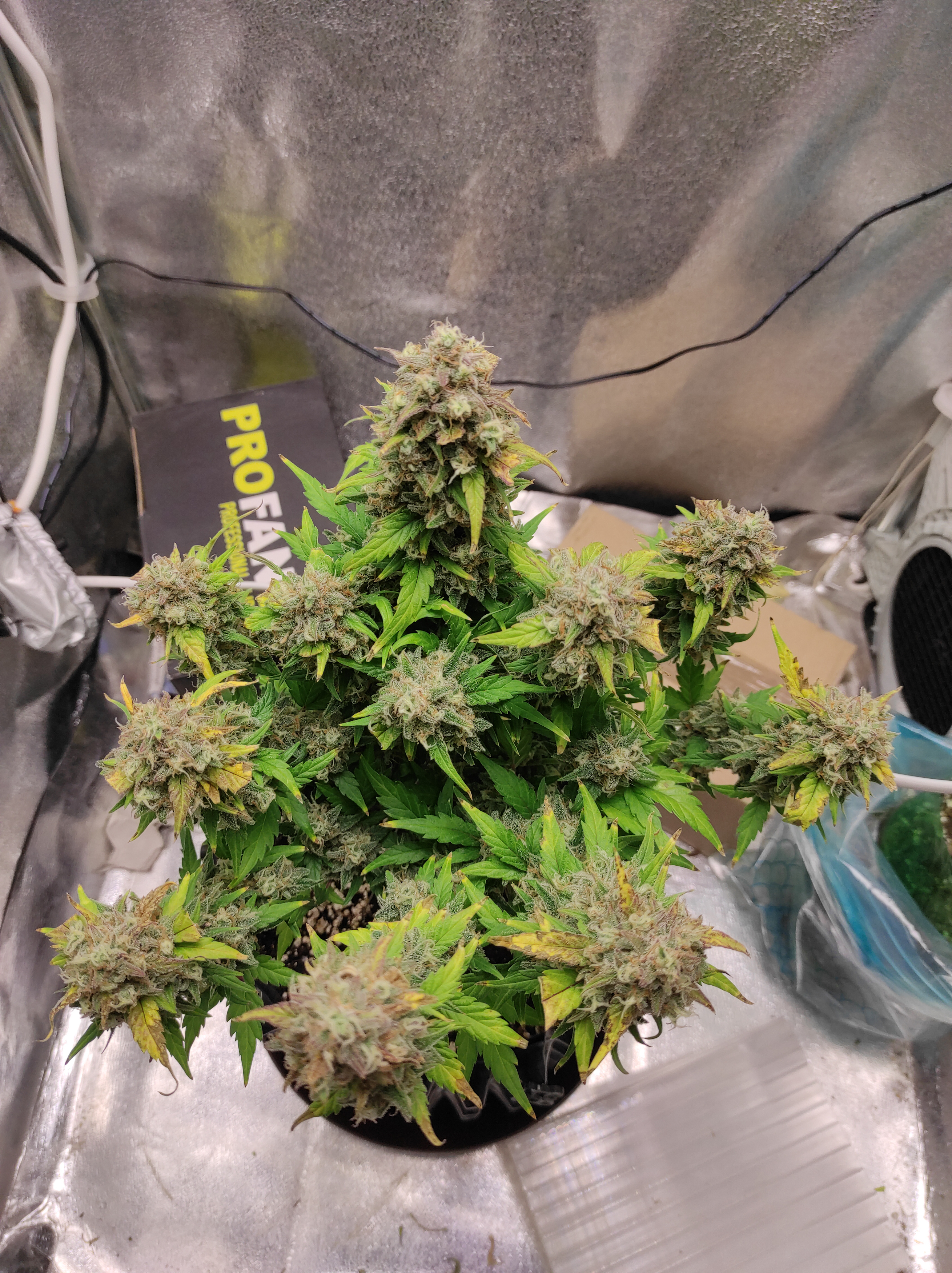 Crystal Candy XL day 64 (1).jpg