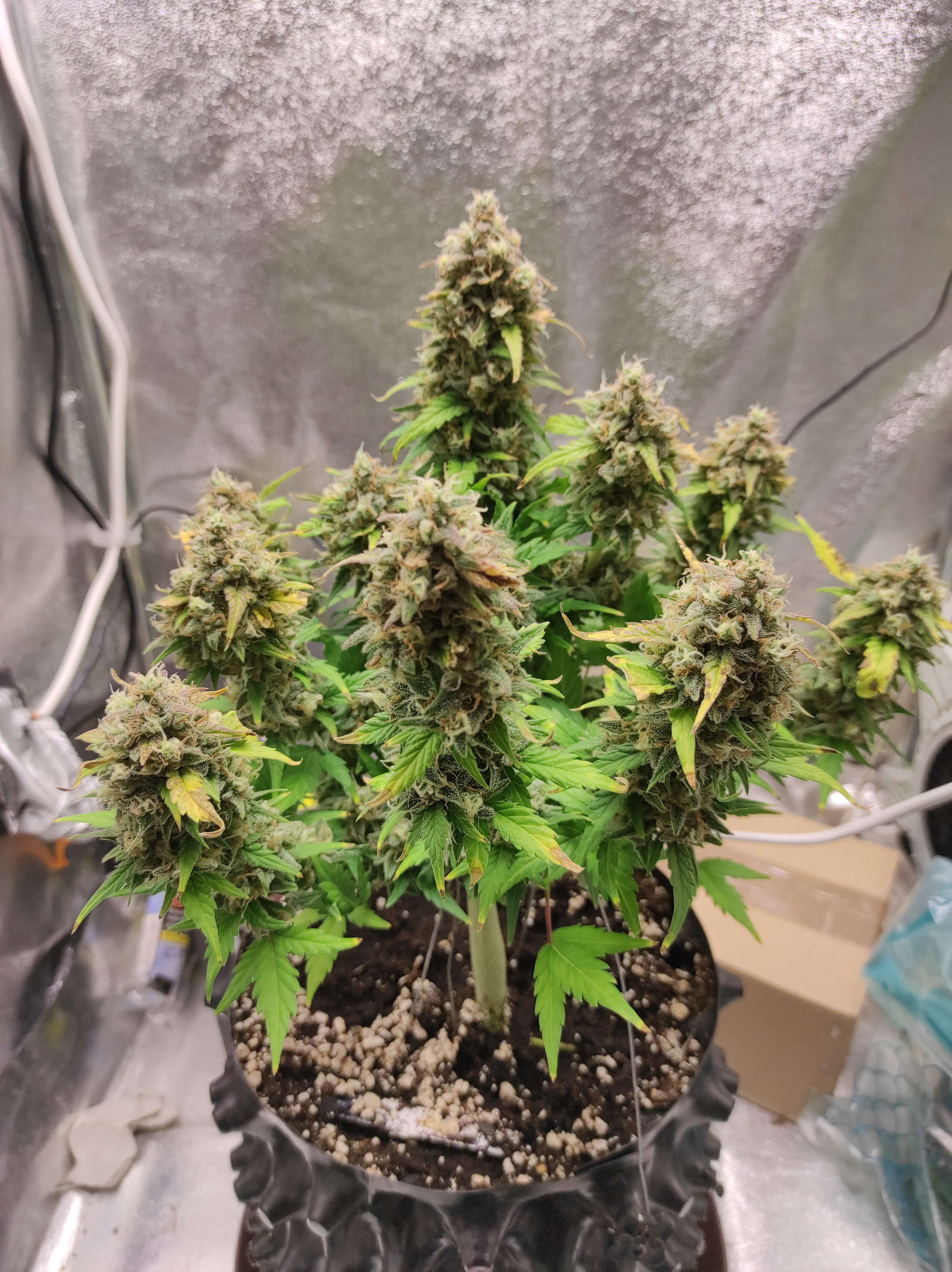 Crystal Candy XL day 64 (3).jpg