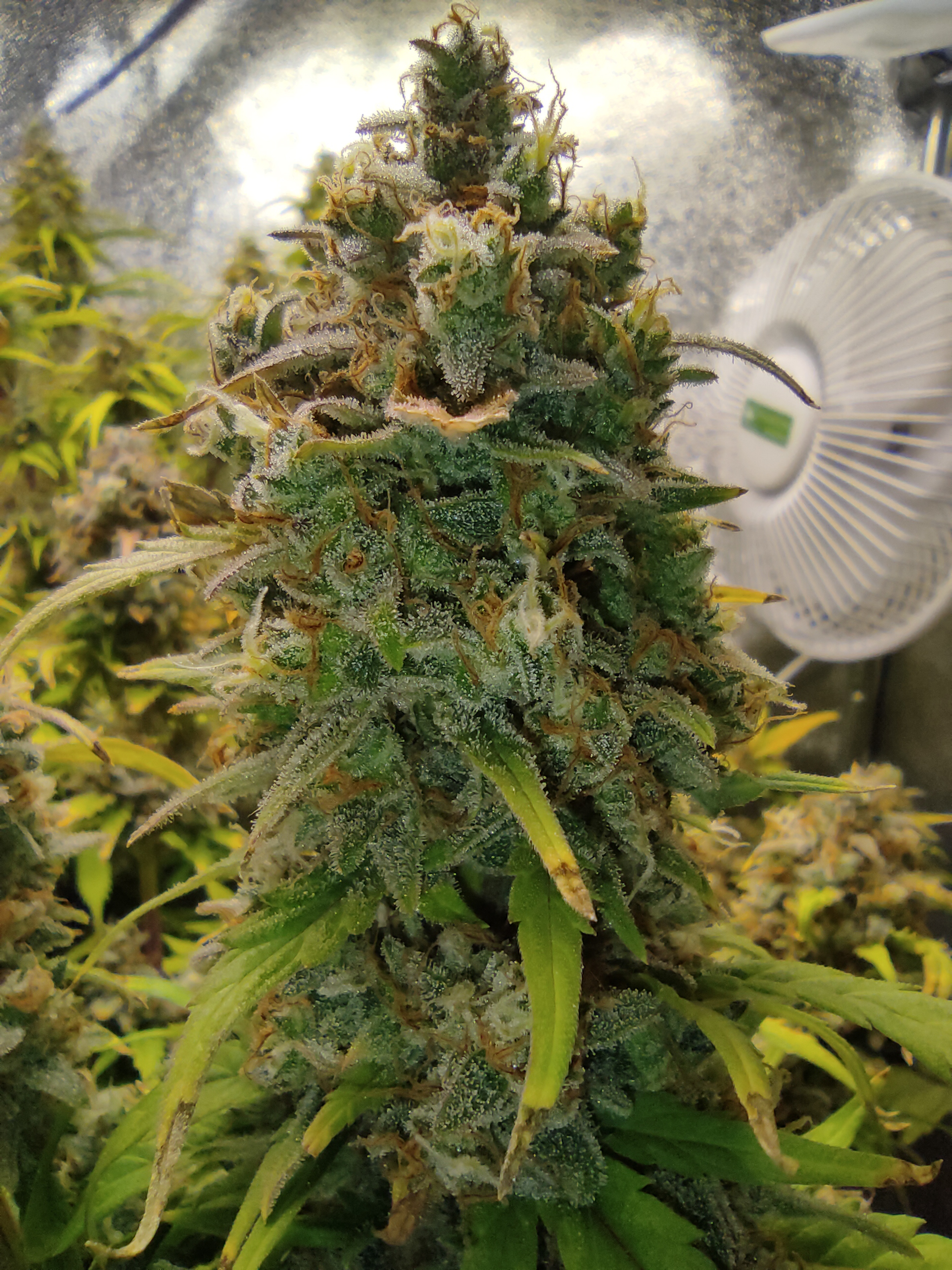 Crystal Candy XL day 71 (2).jpg