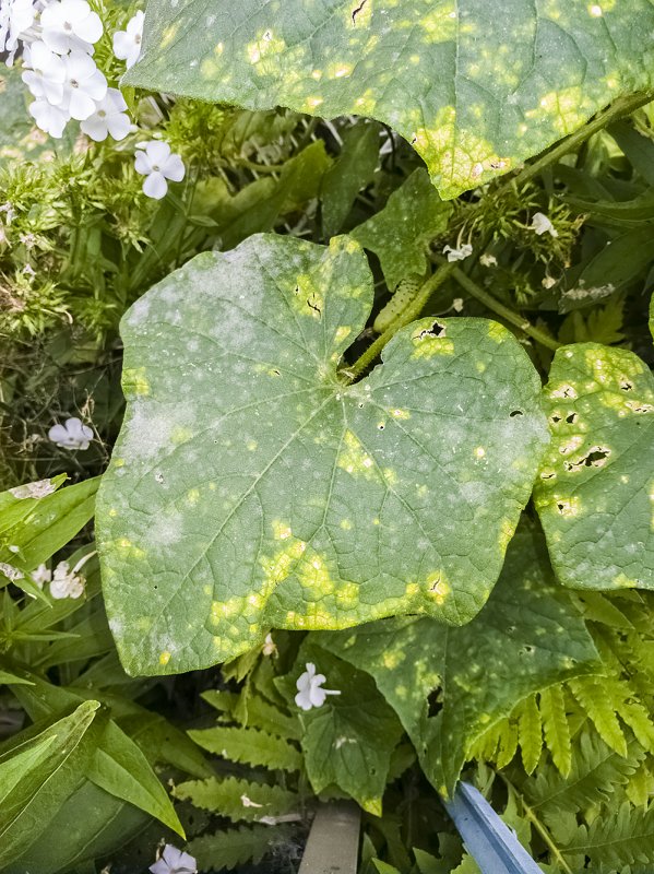 Cucumber-powderymildew.jpg