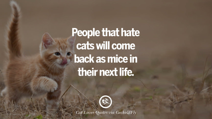 cute-cat-image-quotes-08-830x467.jpg