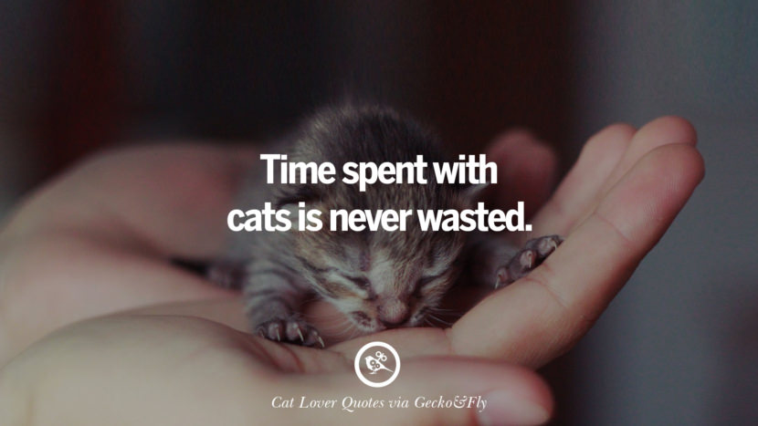 cute-cat-image-quotes-09-830x467.jpg