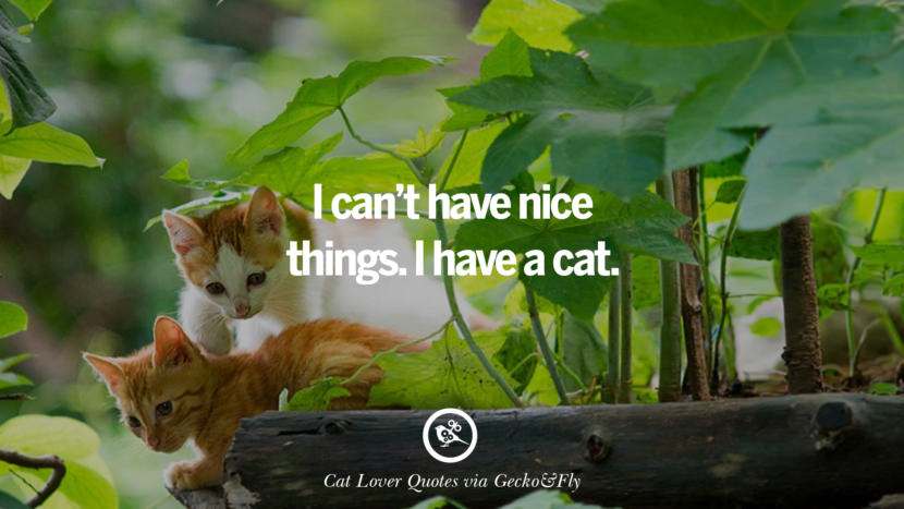 cute-cat-image-quotes-23-830x467.jpg