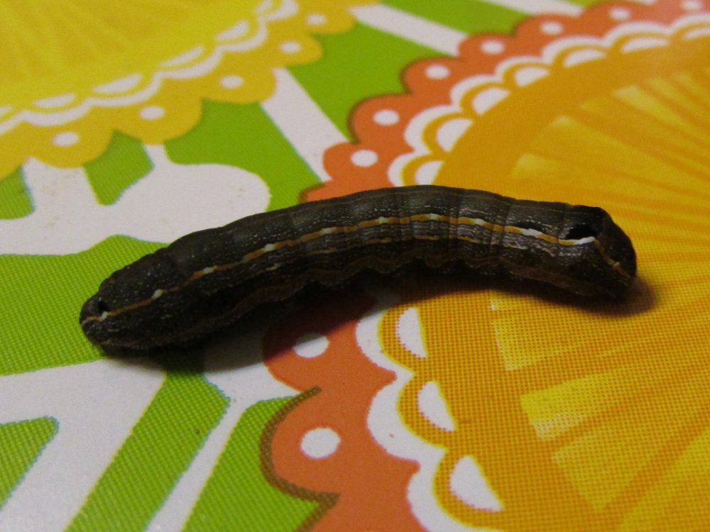 cutworm1.JPG