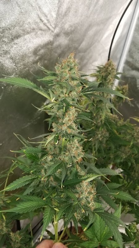 D. Haze 7212019 Bud Shot 1.jpg