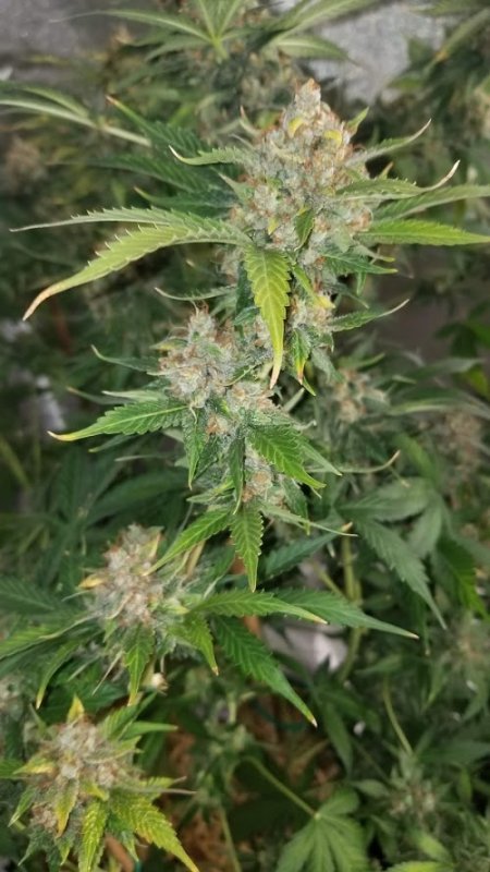 D. Haze 7212019 Bud Shot 2.jpg