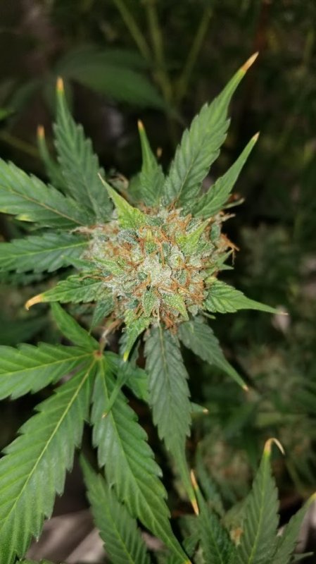 D. Haze 7212019 Bud Shot 3.jpg