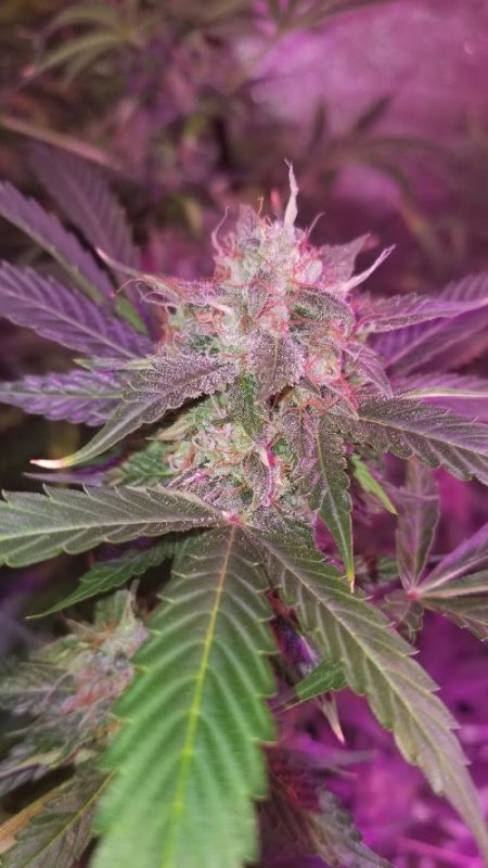 D Haze Bud Shot 792019.jpg