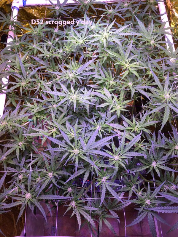 D52-scrog-1.jpg