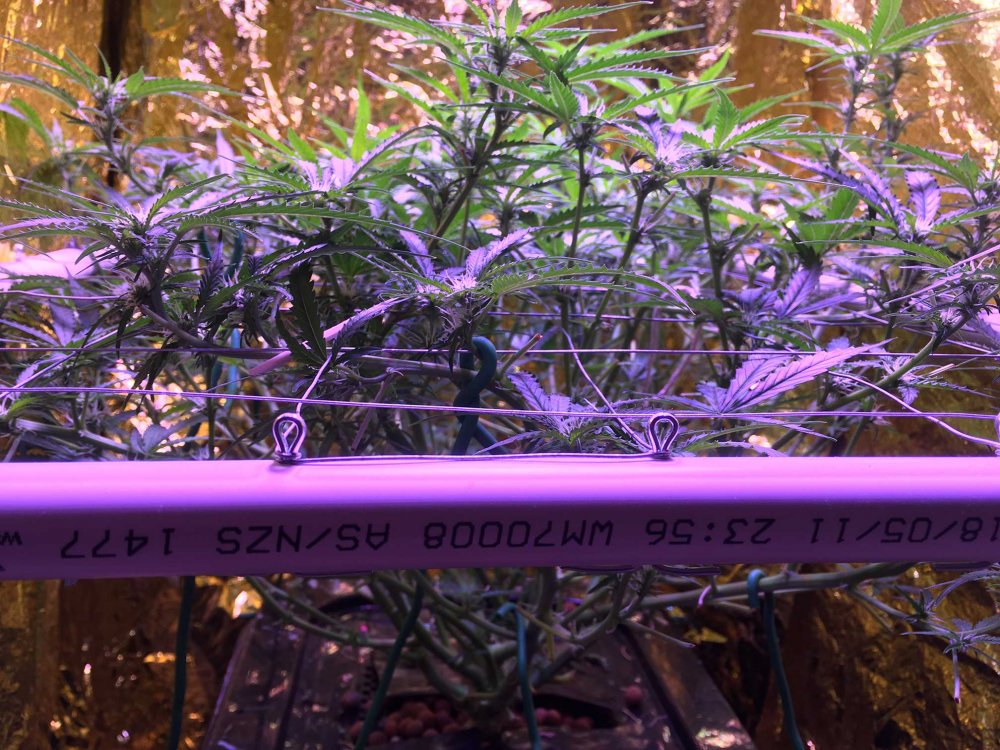 D52-scrog-2.jpg