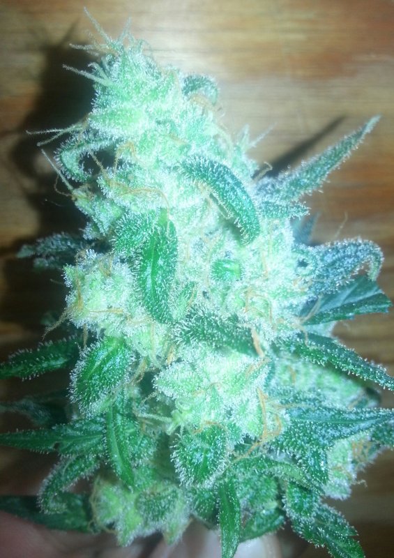 D81 ice cool#1 trichomes.jpg