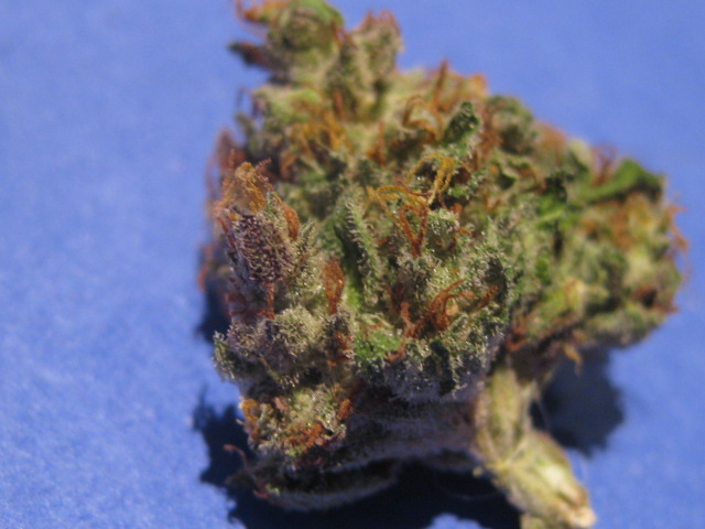 Daiquiri LIme test bud.JPG