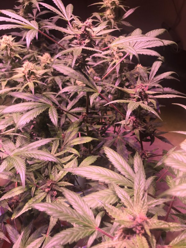 Dark Devil XL Day 64. frosty.JPG