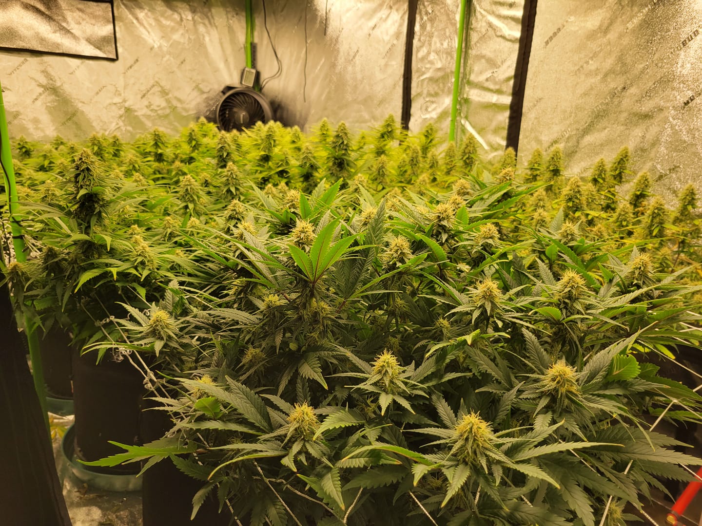 Day 1 of week 6 in flower. 4x8 tent, living soil, 2-sp250, 1-tsl2000-Aaron Foreback.jpg