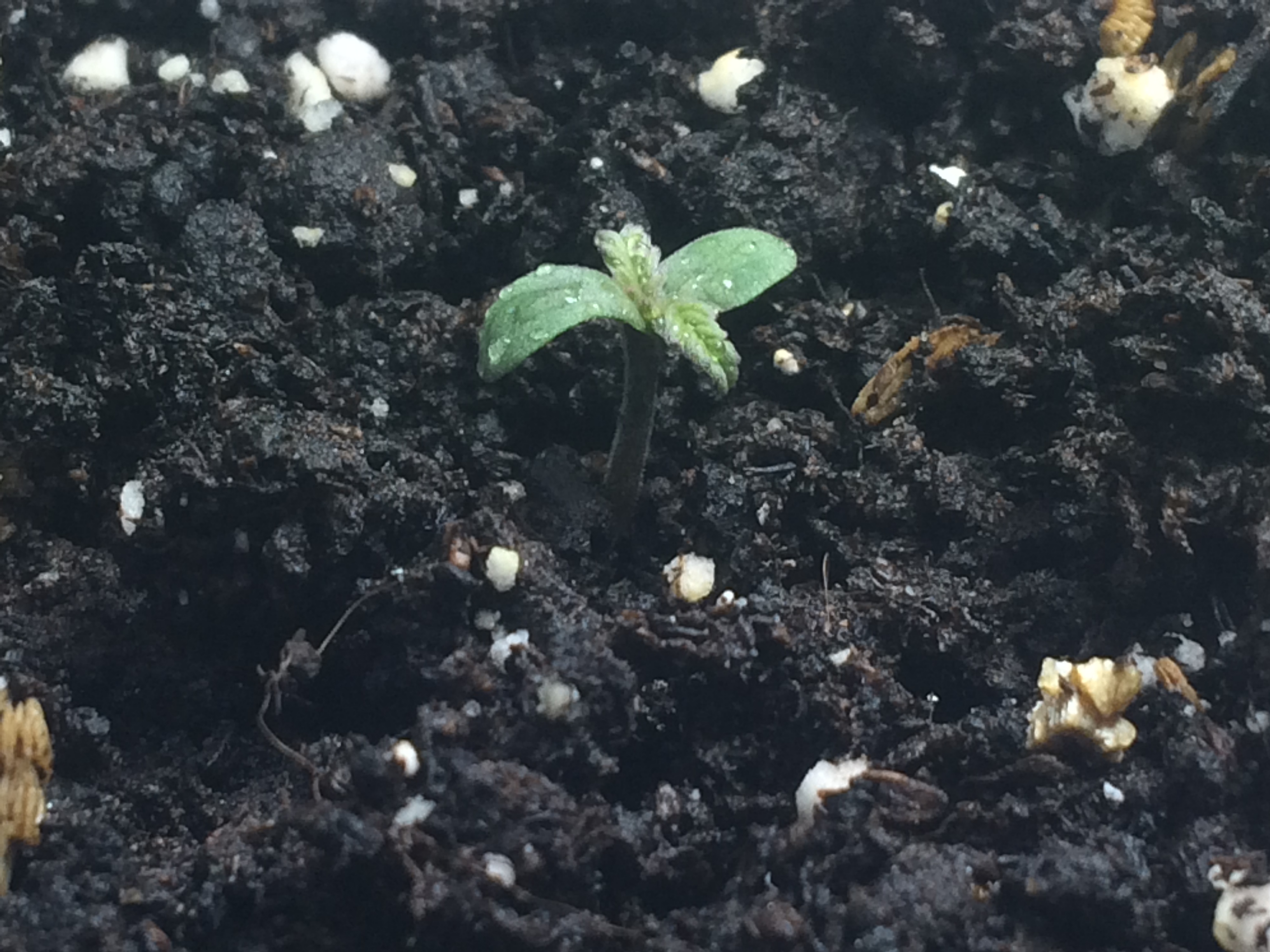 Day 1 Plant 2-2.jpg