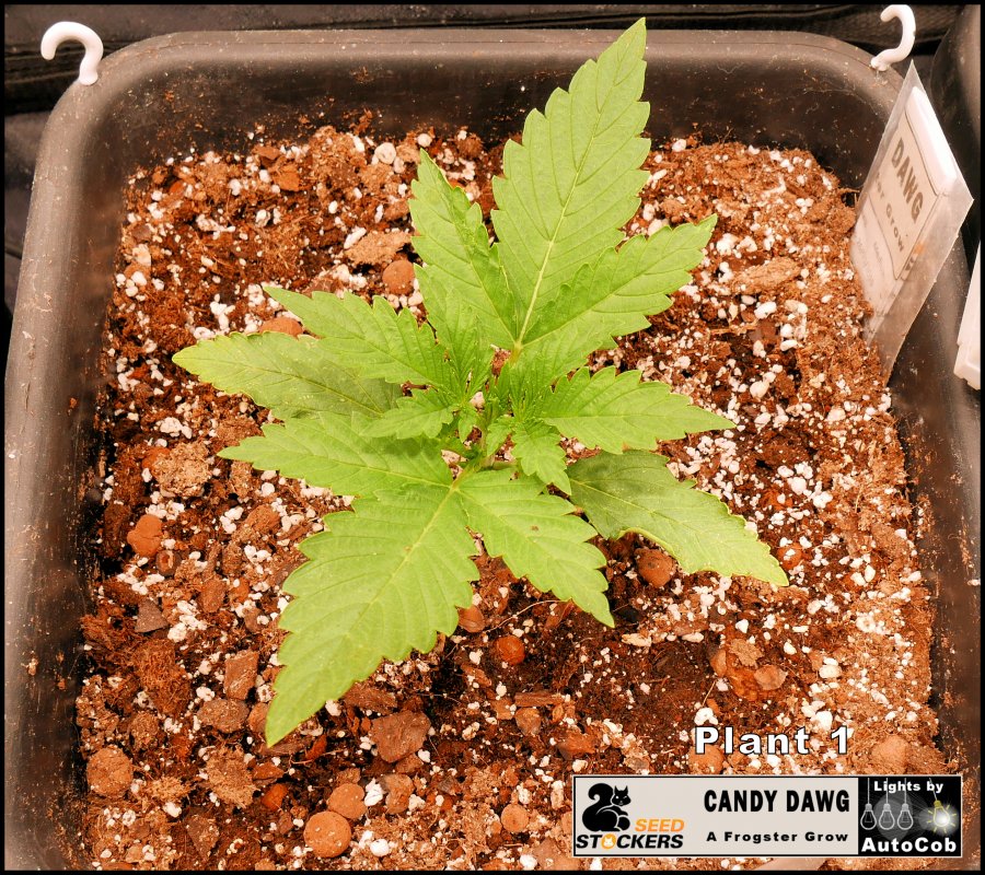 Day 11 Plant 1.jpg