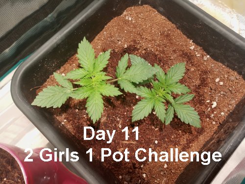 DAY 11 two girls one pot 10-30-20.jpg