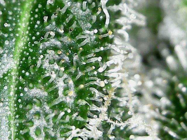 Day 115b Trichs.jpg