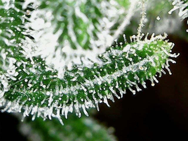 Day 115e Trichs.jpg