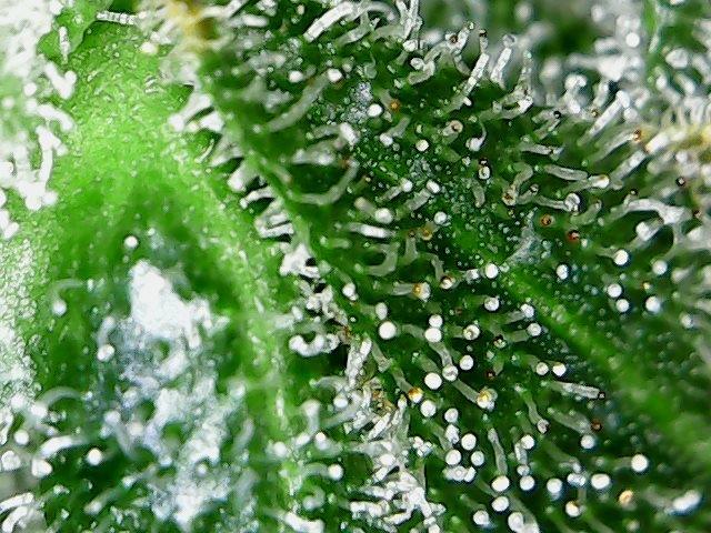 Day 115f Trichs.jpg