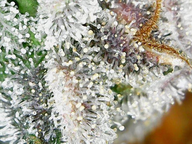 Day 122 trichs 1.jpg