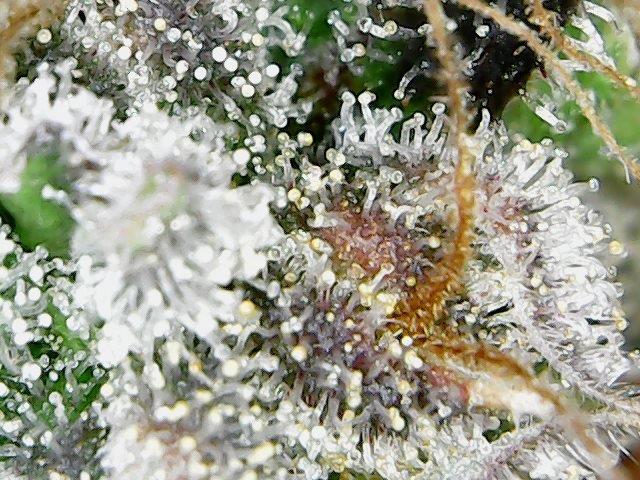 Day 122 trichs 2.jpg