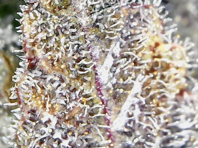 Day 122 Trichs 3.jpg