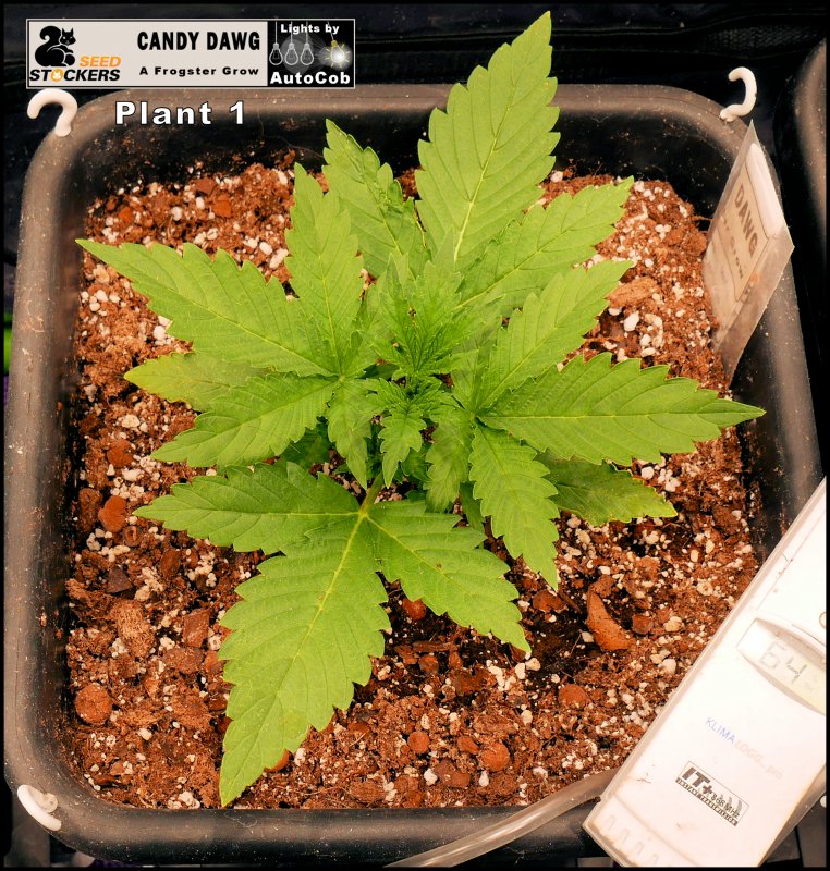 Day 13 Plant 1.jpg