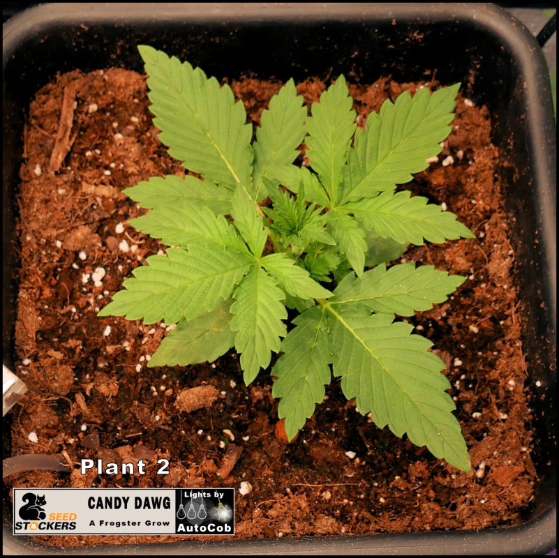 Day 13 Plant 2.jpg