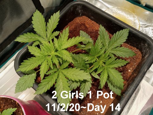 DAY 14 two girls one pot 11-02-20.jpg