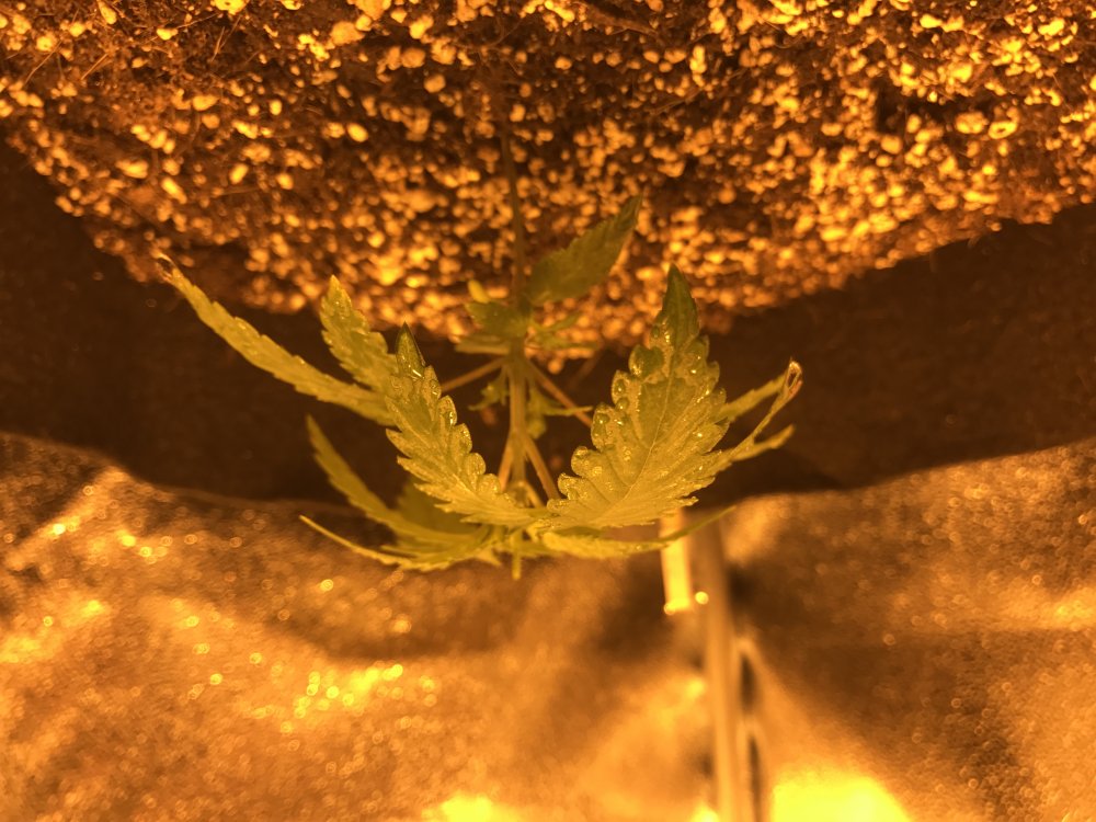 Day 16 GSC (2).JPG